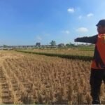 Hadapi Musim Kemarau, BPBD Sukabumi Cek Lahan Pertanian Rawan Kekeringan