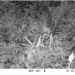 Camera Trap Abadikan Macan Tutul Jawa di TNGGP, Pengingat Pentingnya Menjaga Hutan
